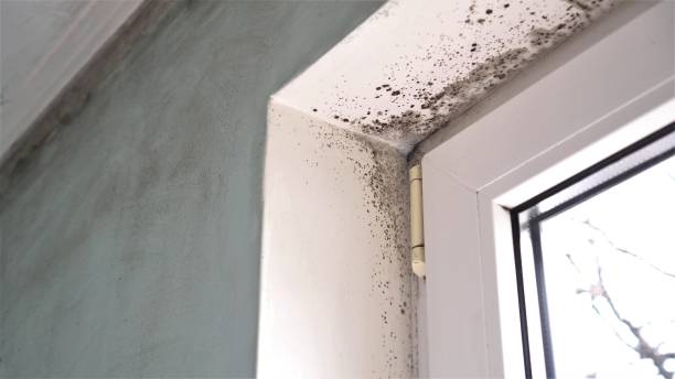 Best Toxic Mold Removal  in Hammonton, NJ
