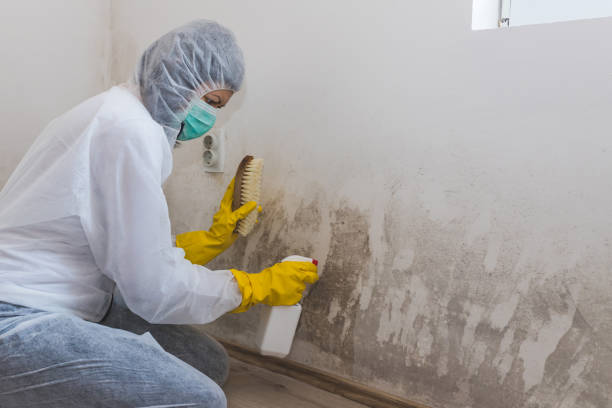 Best Mold Removal Near Me  in Hammonton, NJ