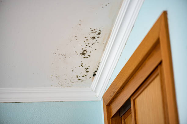 Best Mold Cleaning Services  in Hammonton, NJ
