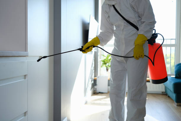 Best Local Mold Removal Service  in Hammonton, NJ