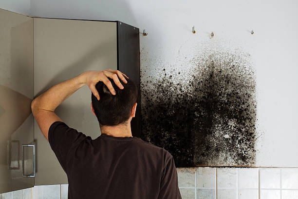 Best Certified Mold Removal  in Hammonton, NJ